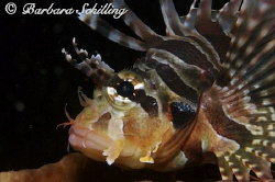 Lionfish showing his best side in Lembeh Strait. Taken wi... by Barbara Schilling 